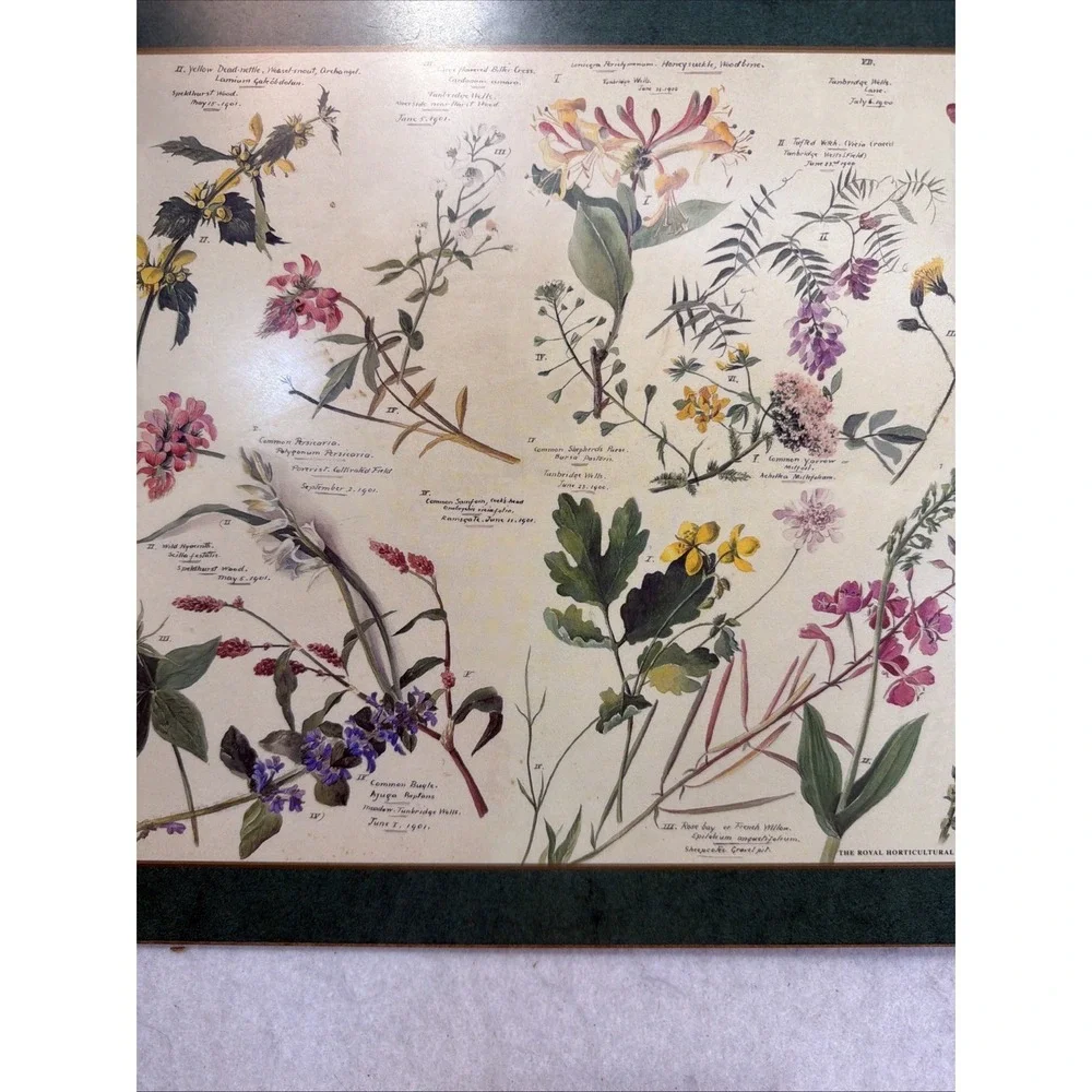 Set Of 4 Pimpernel Royal Horticulture Society Floral Cork Back Placemats England
